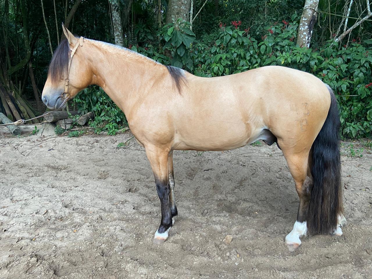 Amoroso da Água Dura - foto 3