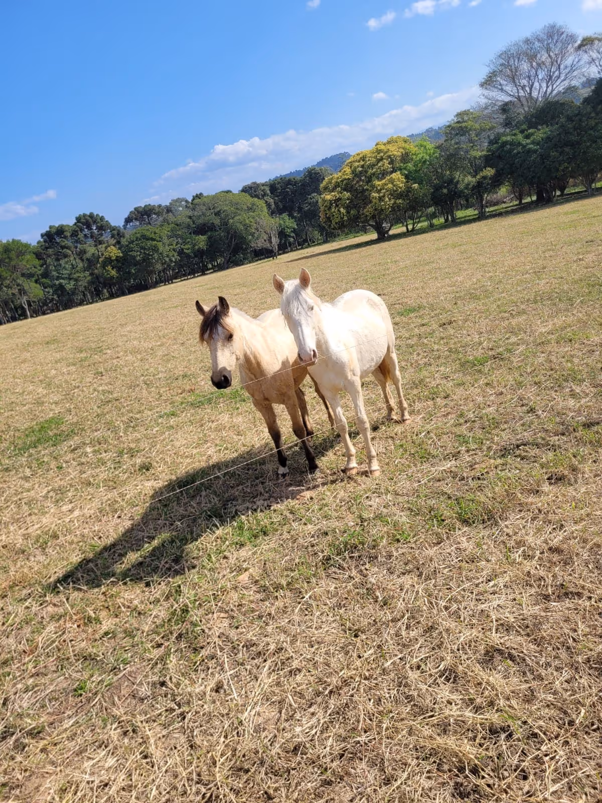Cavalos